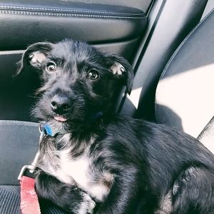 Meet your Posher, Ken